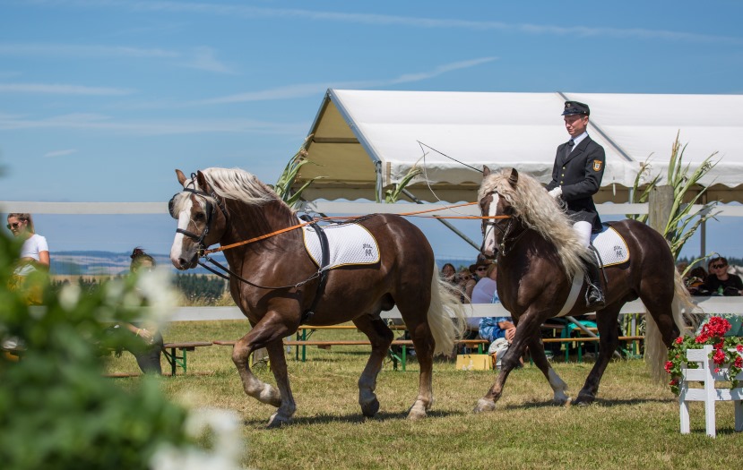 Fahrschule vom Sattel