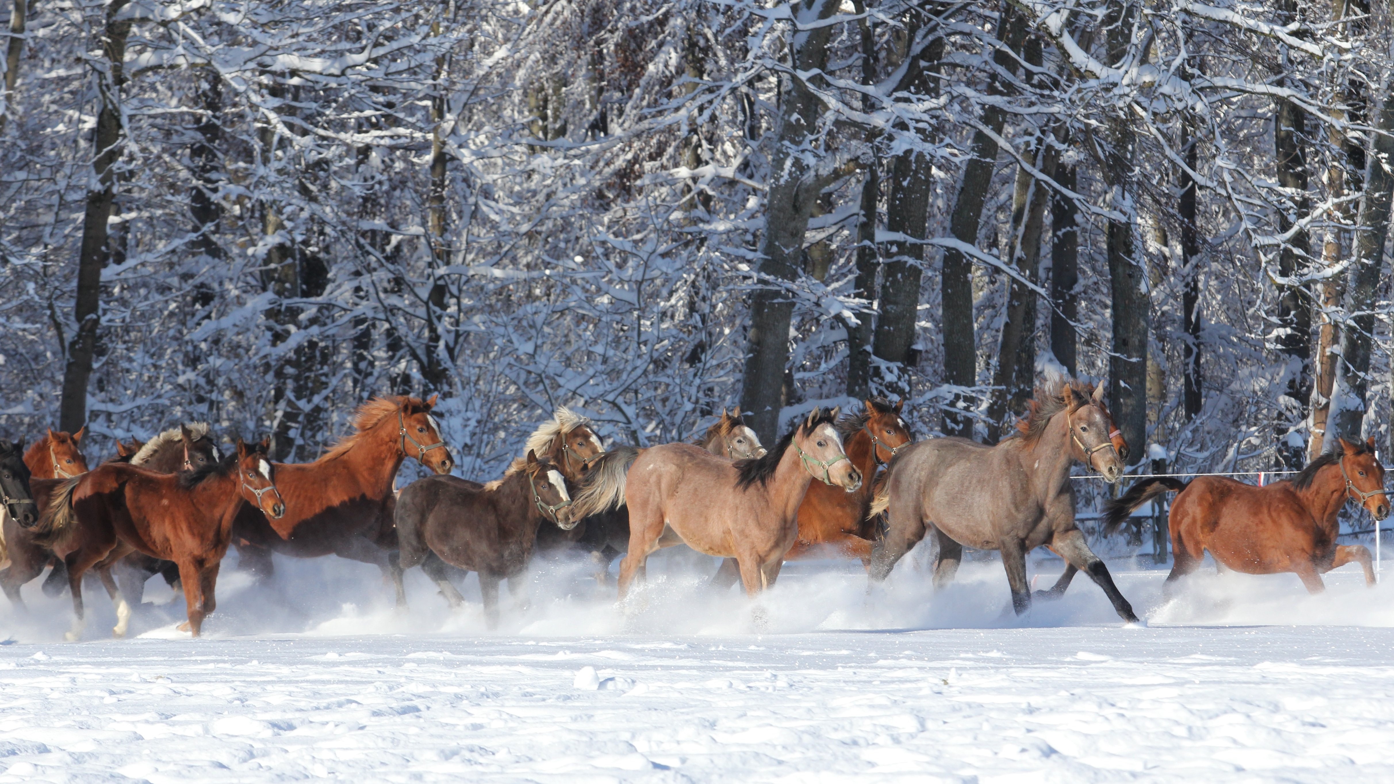 Eine Herde verschiedener Rassen galoppiert durch den Schnee
