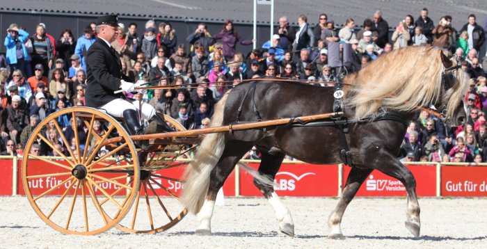 Herbert Strobel auf dem Traberwagen mit einem Schwarzwälder bei der Hengstparade