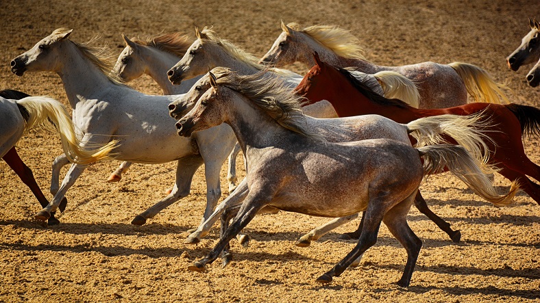 HP 2016 Silberne Herde