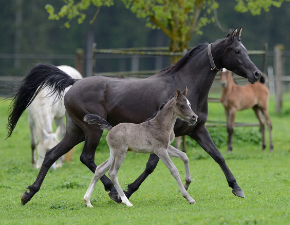 Araberstute mit Fohlen