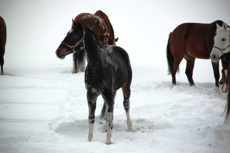 Lehrpferde auf der Koppel