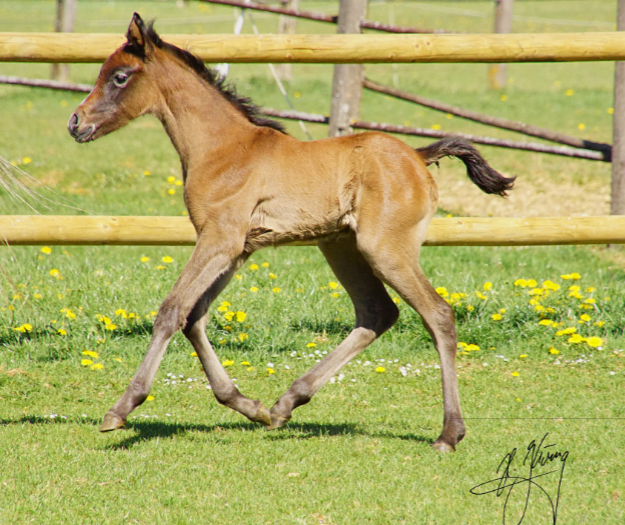 Stutfohlen Araber