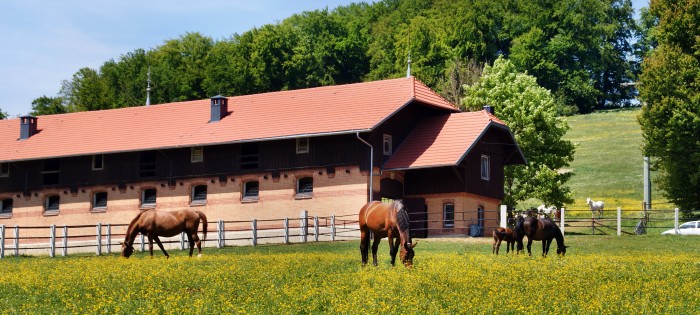 Stuten graßen auf der Weide vor dem Oberen Laufstall die Sonne scheint der Himmel ist blau