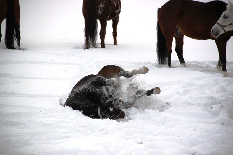 Lehrpferde auf der Koppel