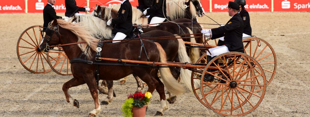 Marbacher Hengstparade (Foto: Stephan Kube)
