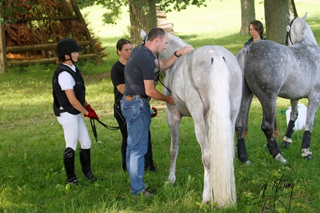 Araber wird vom Tierarzt auf der Wiese untersucht