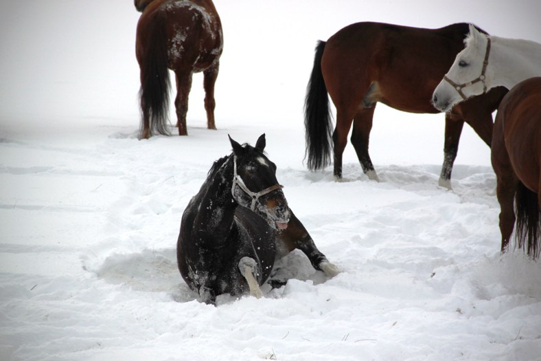 Lehrpferde auf der Koppel