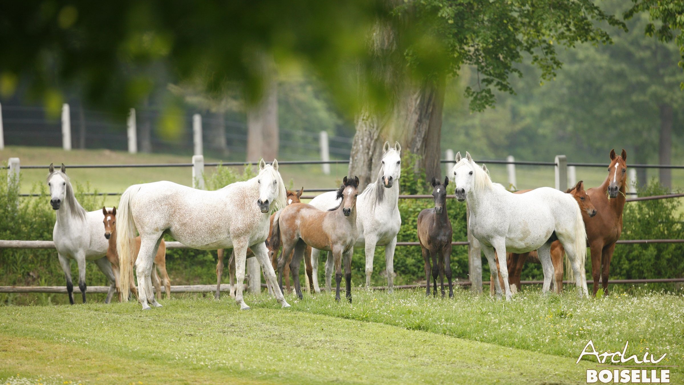 Araberstuten mit Fohlen in Marbach auf der Weide