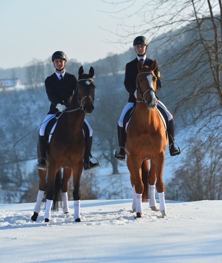Gestütsauktion 2015 (Foto: Maximilian Schreiner)