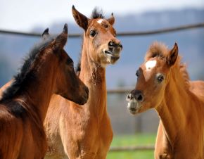 Spielende Fohlen auf der Weide