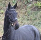 Durello 2016 - Gille  (60).JPG