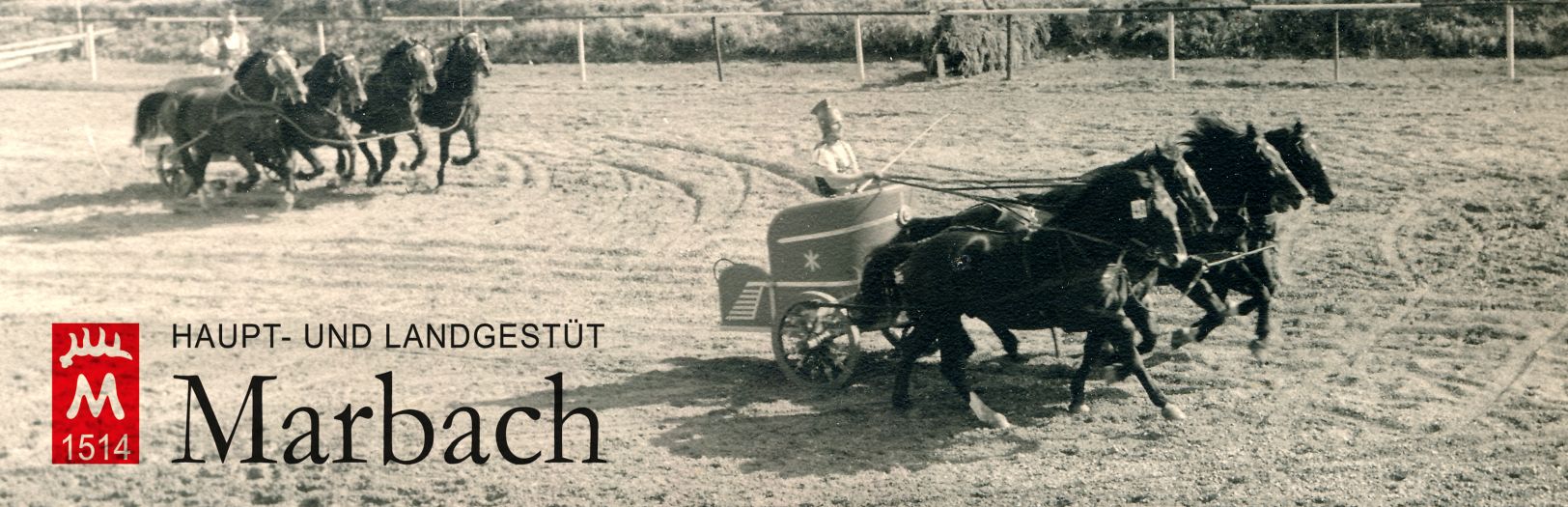 Hengstparade 1964 (Foto Guttmann)