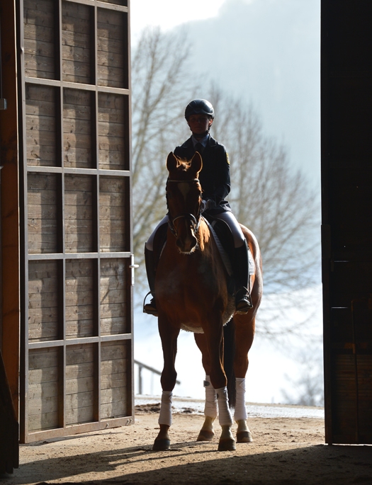 Gestütsauktion 2015 (Foto: Maximilian Schreiner)