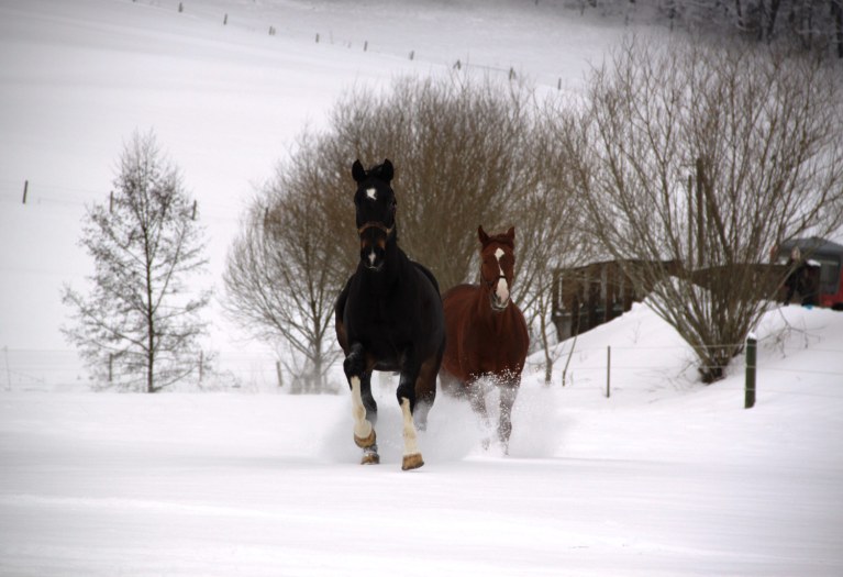 Lehrpferde auf der Koppel