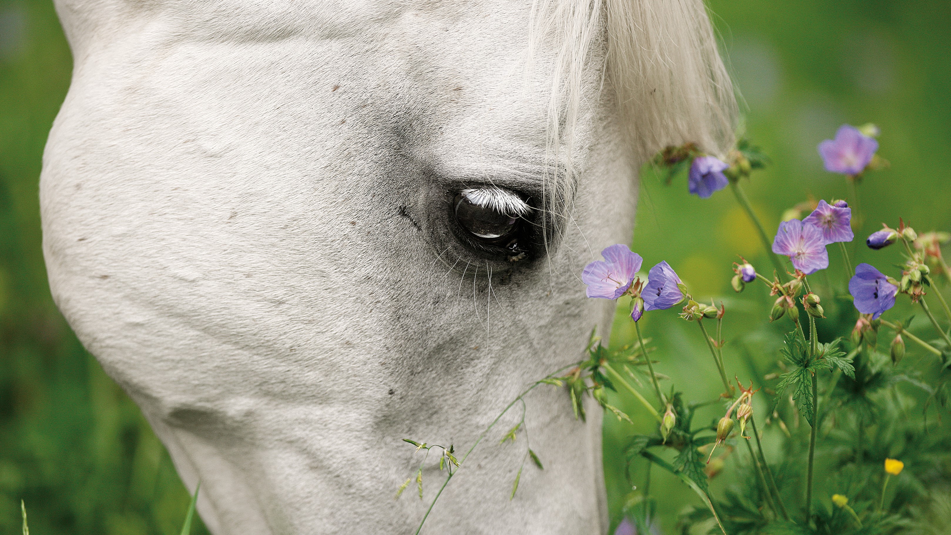 Stute beim Grasen (Foto: Archiv Boiselle)