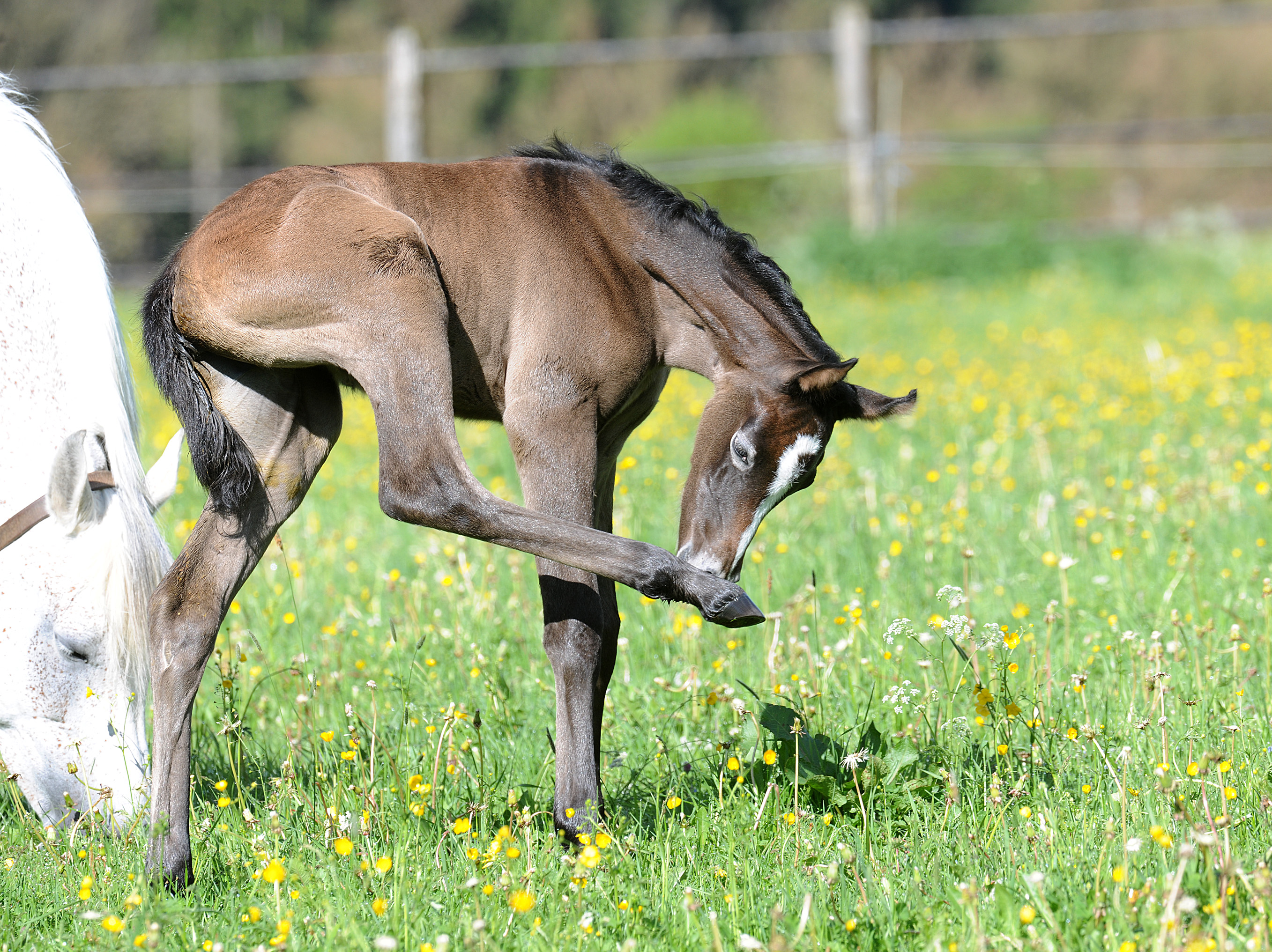 Fohlen auf der Weide - Stephan Kube.jpg