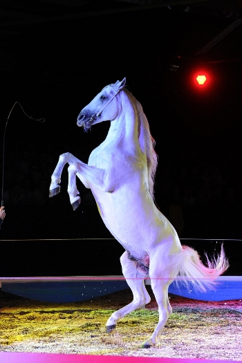 Marbach Classics 2013 (Foto: Maximilian Schreiner)