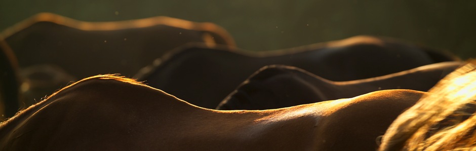 Pferdeland Schwäbische Alb (Foto: Stephan Kube)