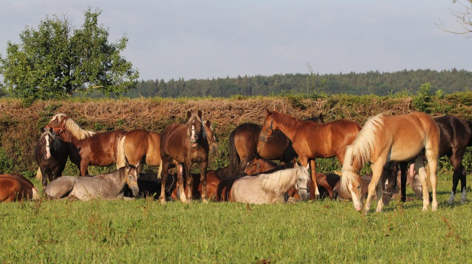 Morgenstimmung Vorwerk Fohlenhof (Foto: Silke Busse)