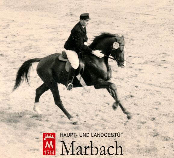 Ikarus als Junghengst 1961 (Foto: Guttmann)