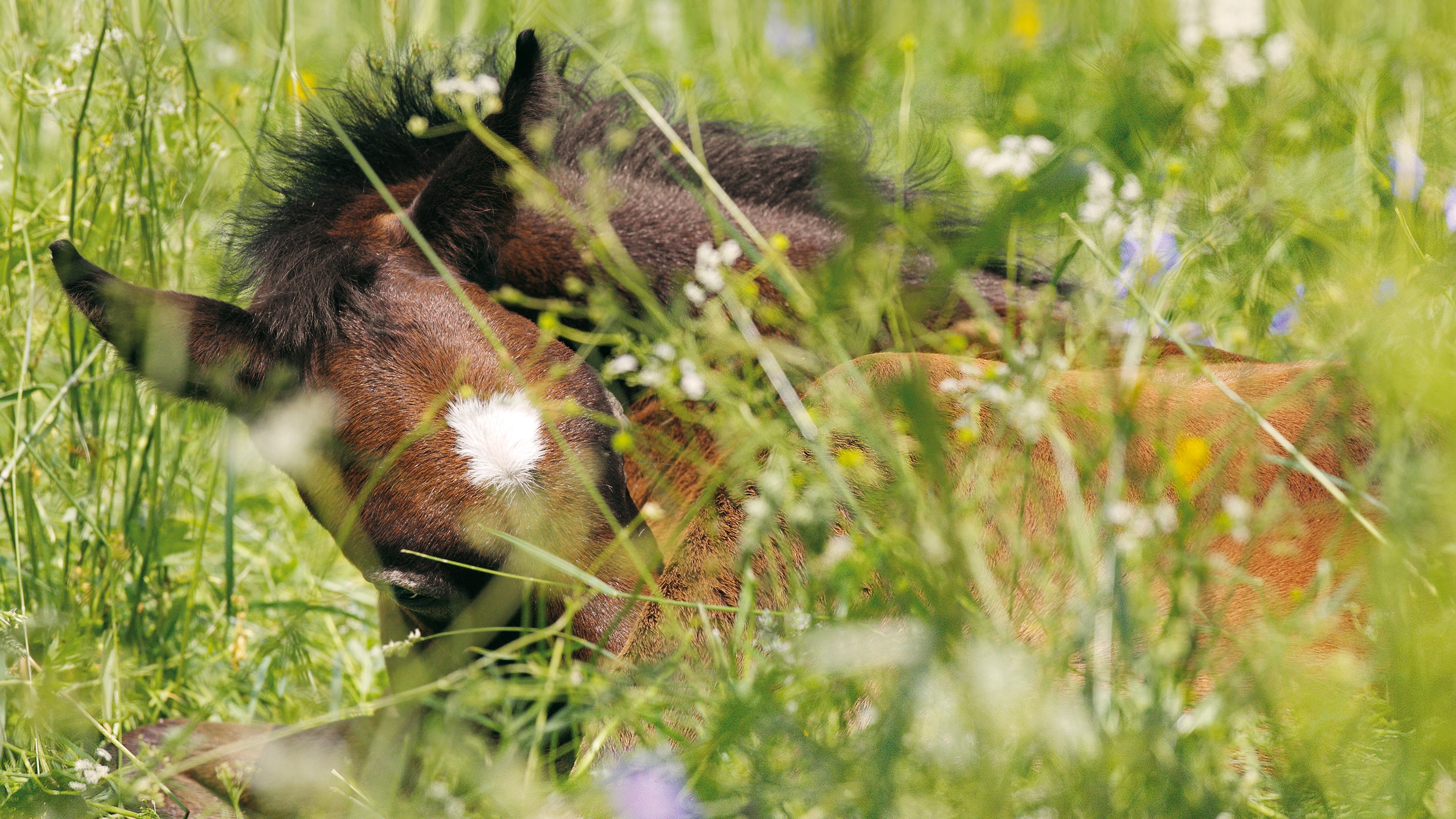 Fohlen auf der Weide