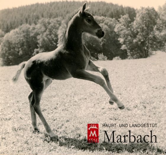 Atlanta v. Julmond (Foto: Guttmann)