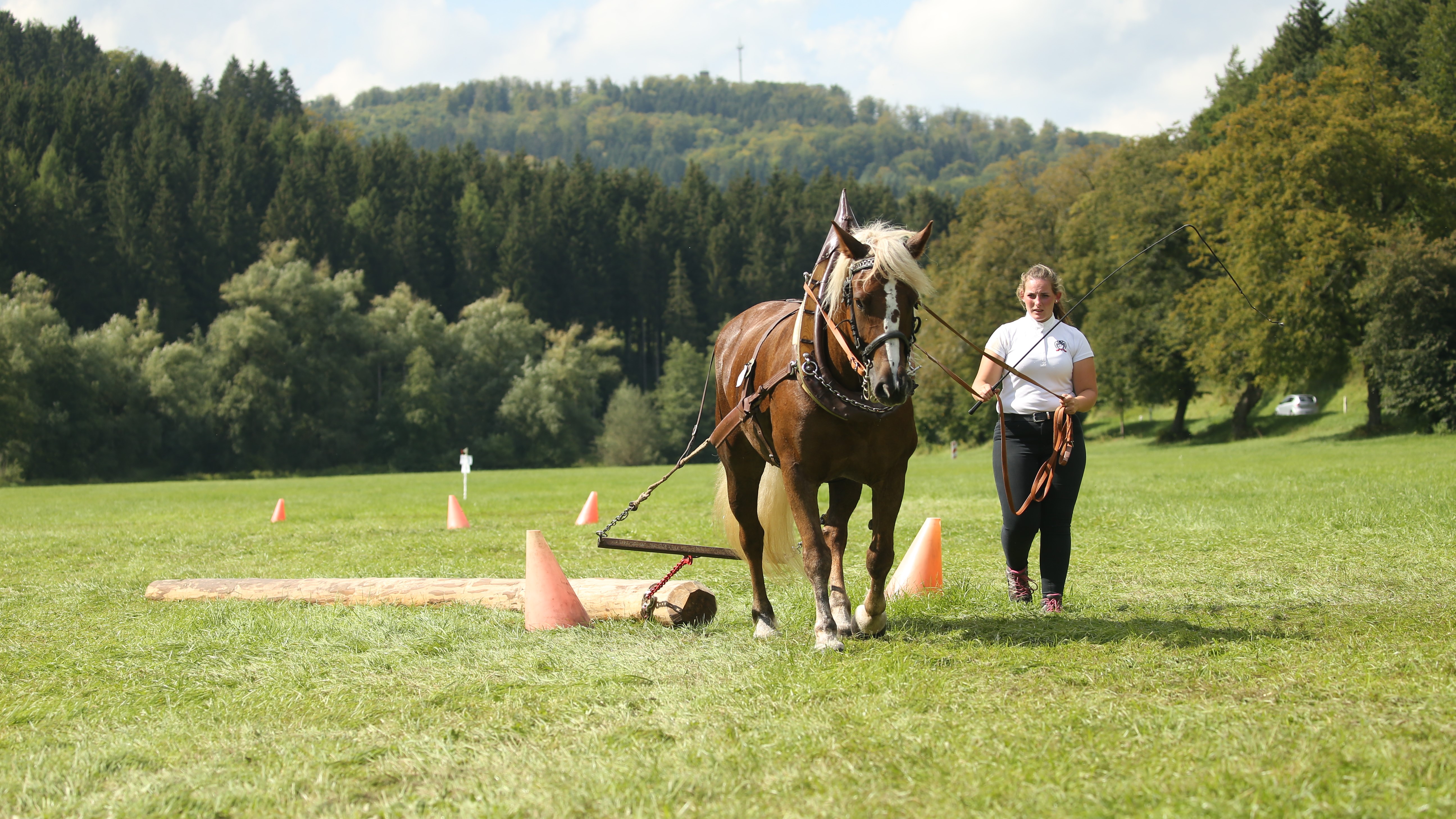 Schwarzwälder am Schlitten auf der Wiese
