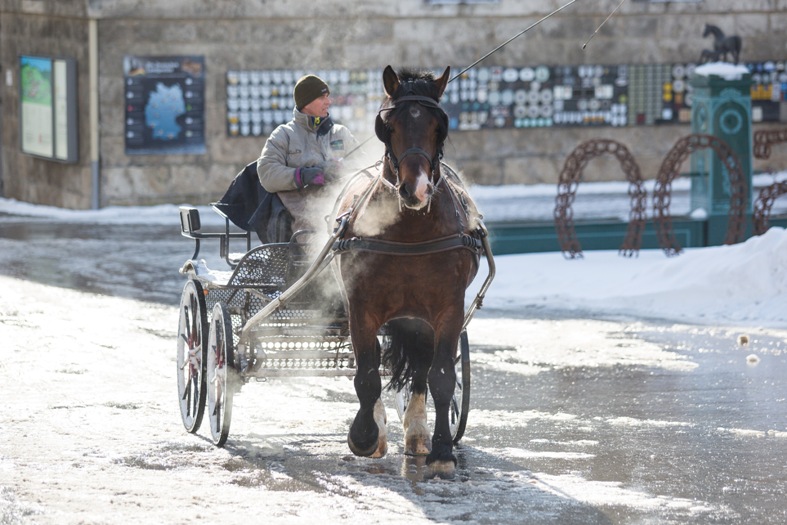 Marbach im Winter Ulysse des Prés am Trainingswagen (Foto: Oliver Seitz)