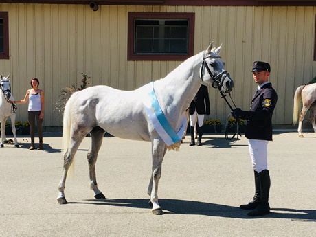 Schimmel mit Sch&auml;rpe