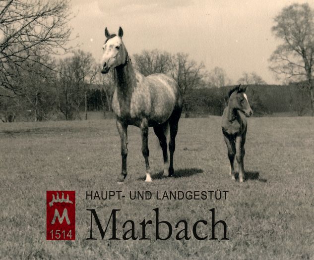 Halef-Tochter Hathor ox (Foto: Guttmann)