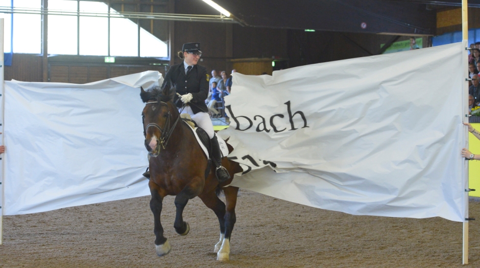 Pferd rennt durch eine Papiermauer