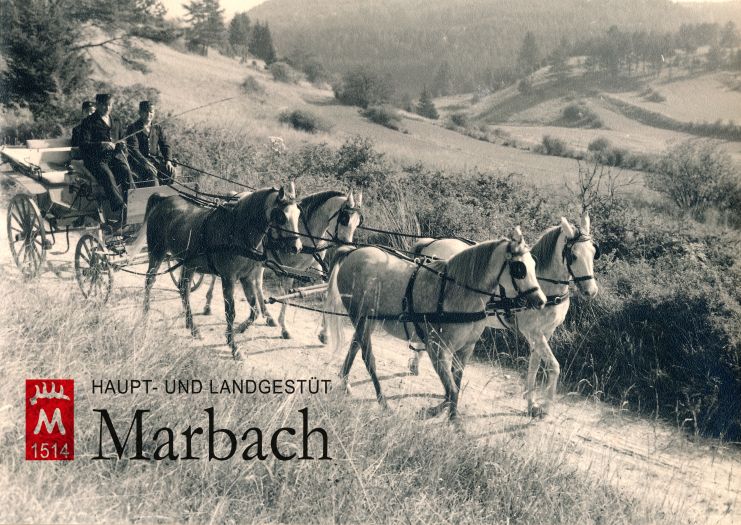 Hamdi, Nadja, Winjatte und eine weitere Stute im Vierzug (Foto: Guttmann)