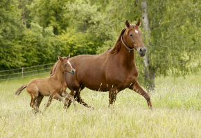 Fuchsstute mit Fohlen im Galopp auf der grünen Weide