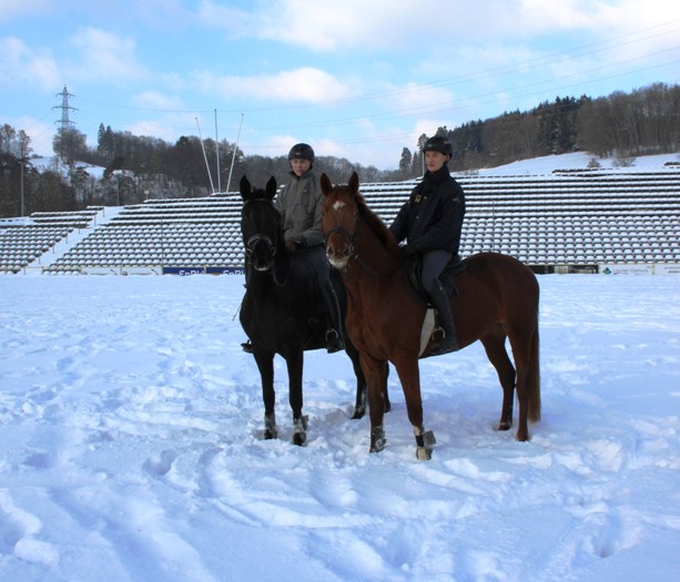 Gestütsauktion 2015 (Foto: Tasja Fischer)