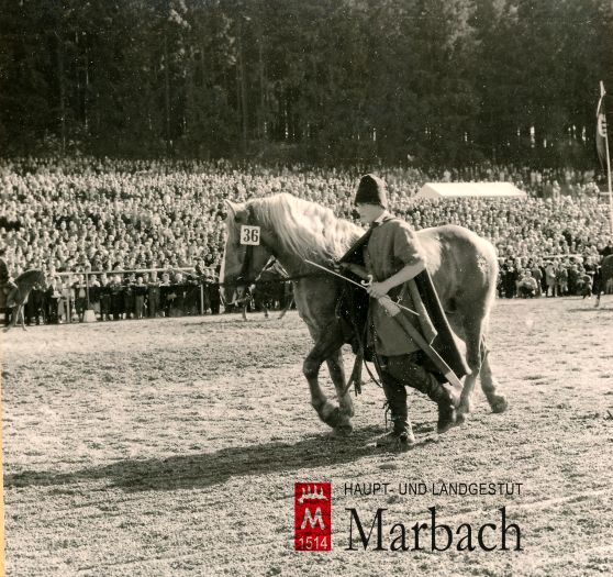 Helmut Hartmann an der Hengstparade (Foto: Guttmann)