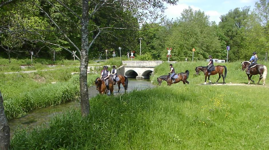 Lehrpferde beim Ritt durch die Lauter