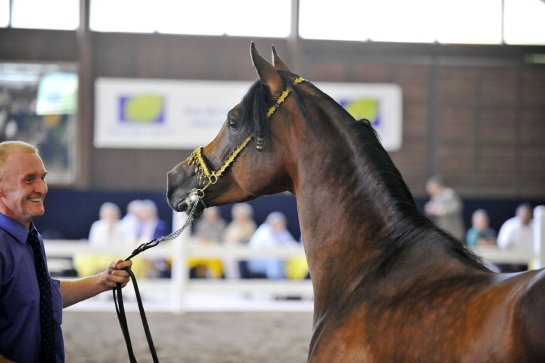 Bairactar Memorial Schau 2010 (Foto: Stephan Kube)