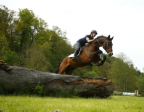 Reitschulpferd über einem festen Sprung auf dem Reitplatz