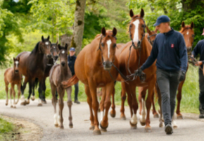 Warmblustuten beim Umtrieb