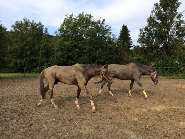 Lehrpferde auf der Koppel