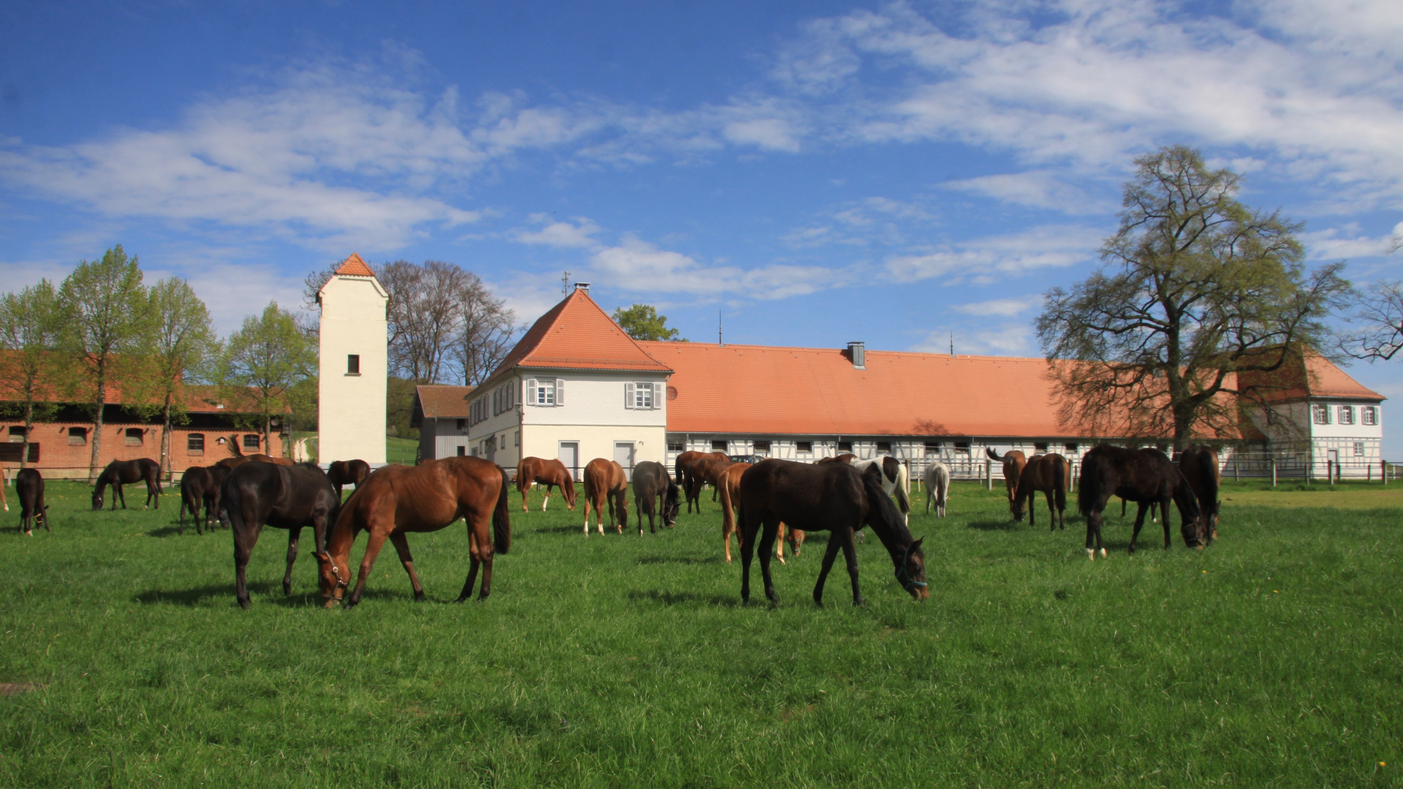 Fohlenaufzucht im Haupt- und Landgestüt Marbach auf dem Vorwerk Fohlenhof (Foto: Silke Busse)