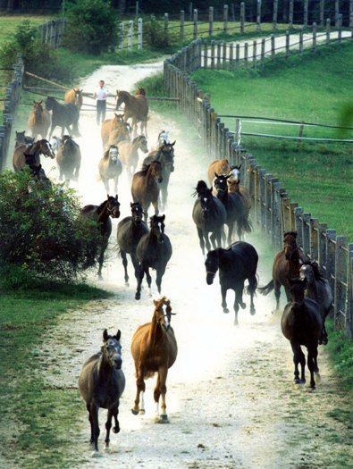 Vorwerk Fohlenhof Eintrieb (Foto: Archiv HuL Marbach)