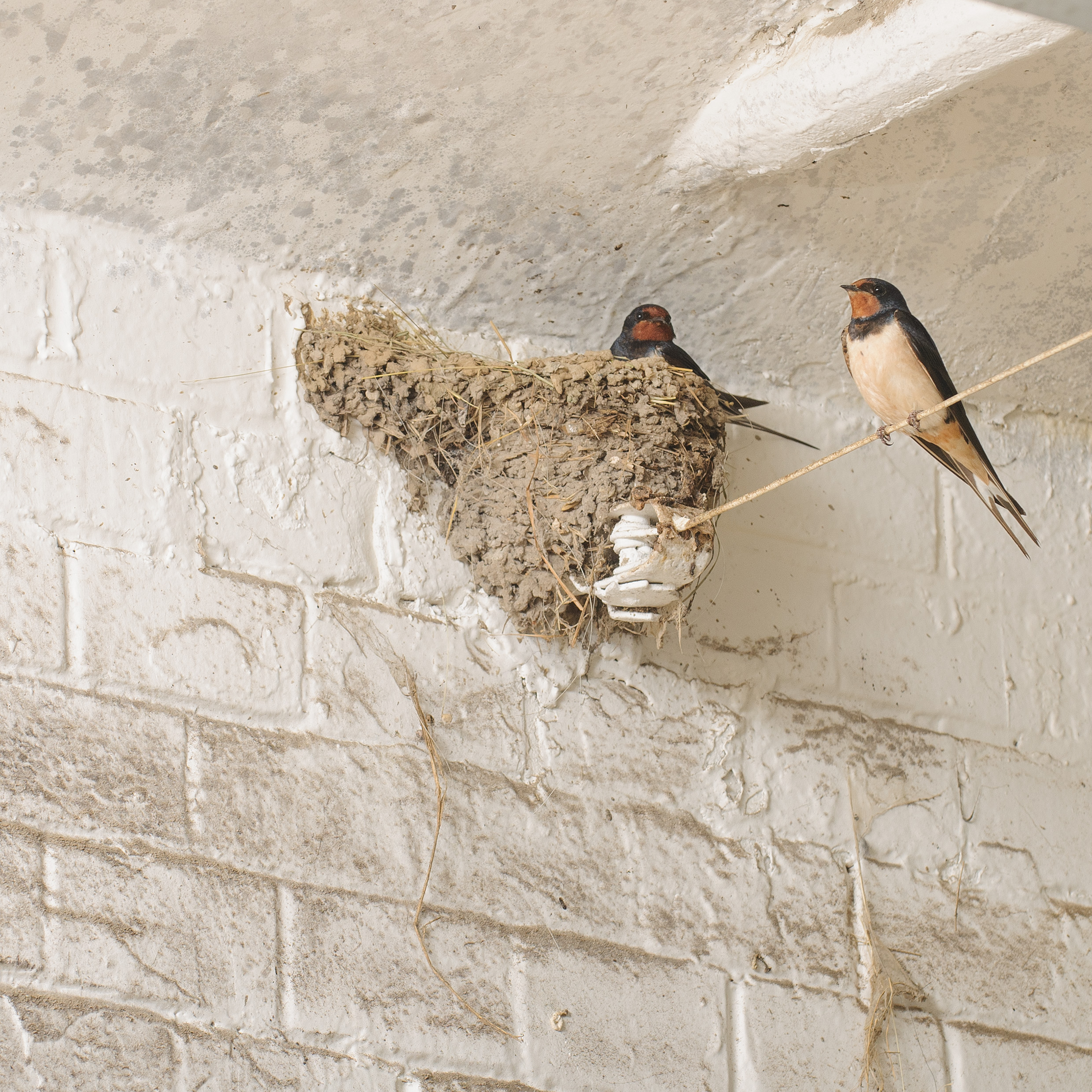 Alternativtext zum Bild