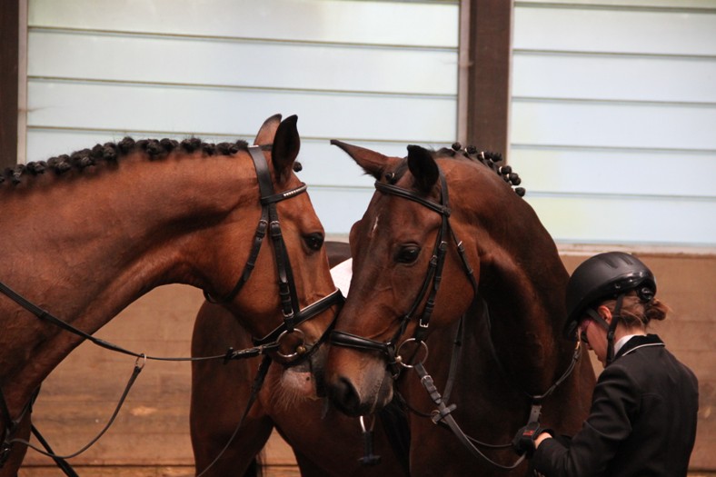 Landesreitschule Marbach (Foto: Claudia Gille)