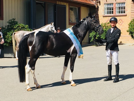 Schecke mit Sch&auml;rpe