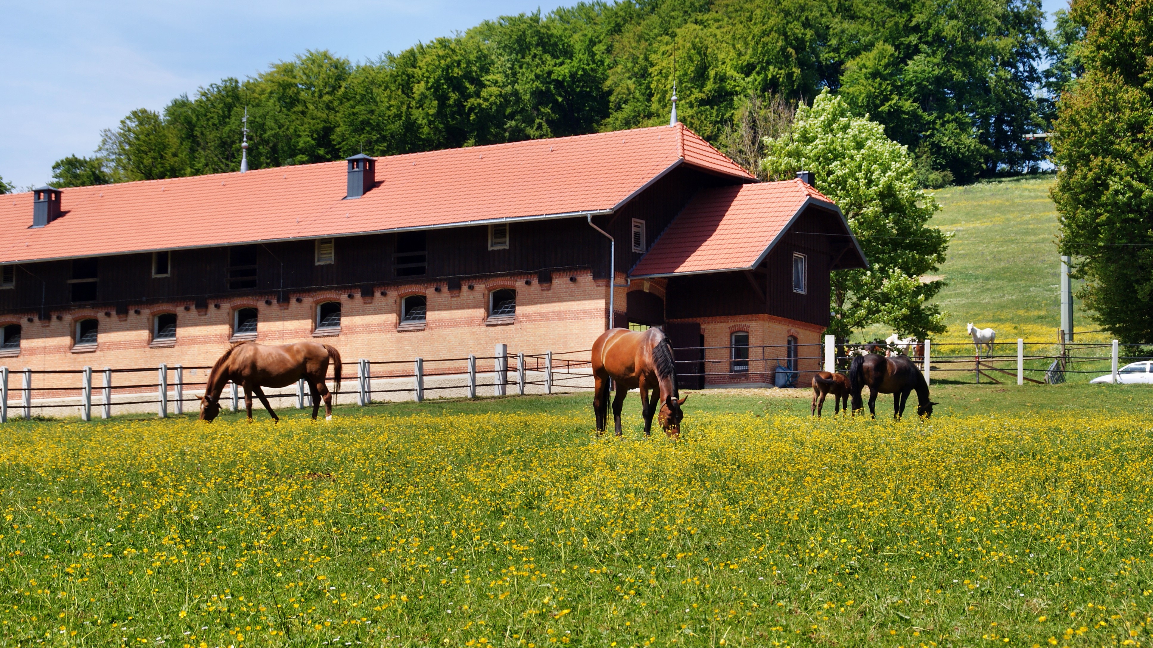 Stuten graßen auf der Weide vor dem Oberen Laufstall die Sonne scheint der Himmel ist blau