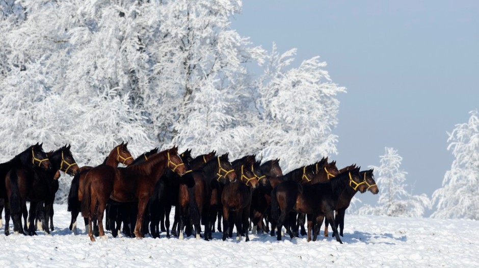 Marbach im Winter Aufzucht (Foto: Maximilian Schreiner)