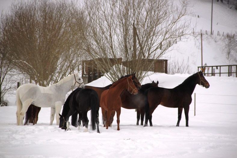Lehrpferde auf der Koppel
