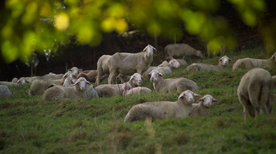 Schafe der Schafprüfstation